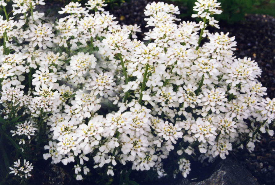 Iberis sempervirens 'Snowflake' en fleurs sur des éboulis calcaires ensoleillés des Pyrénées
